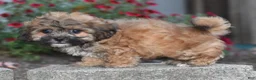 Teddy Bear dogs for sale: Asher - Ad 8