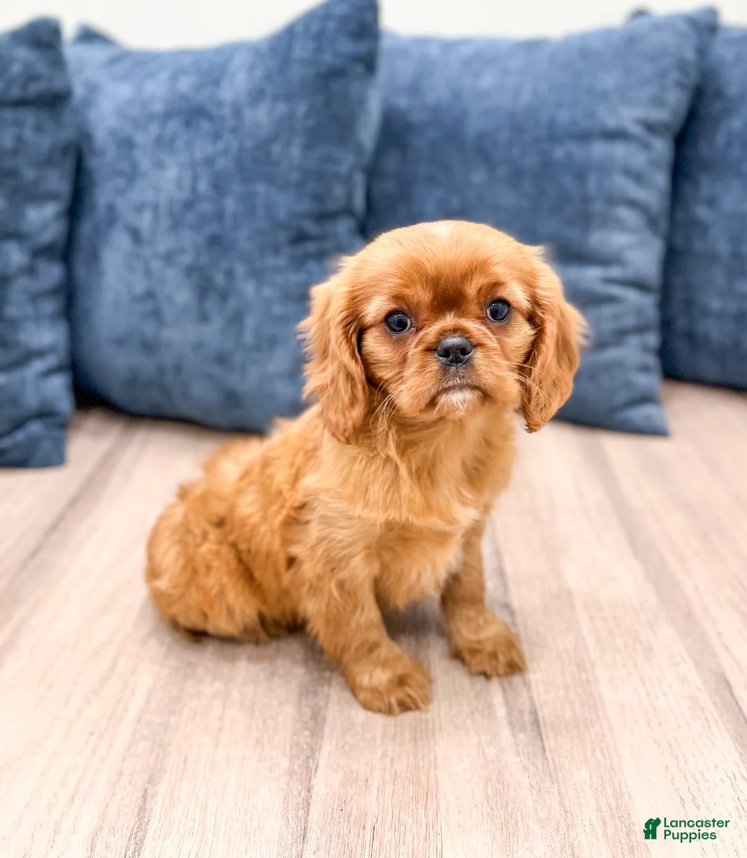 Cavalier King Charles Spaniel dogs for sale: Scarlett - Ad 3
