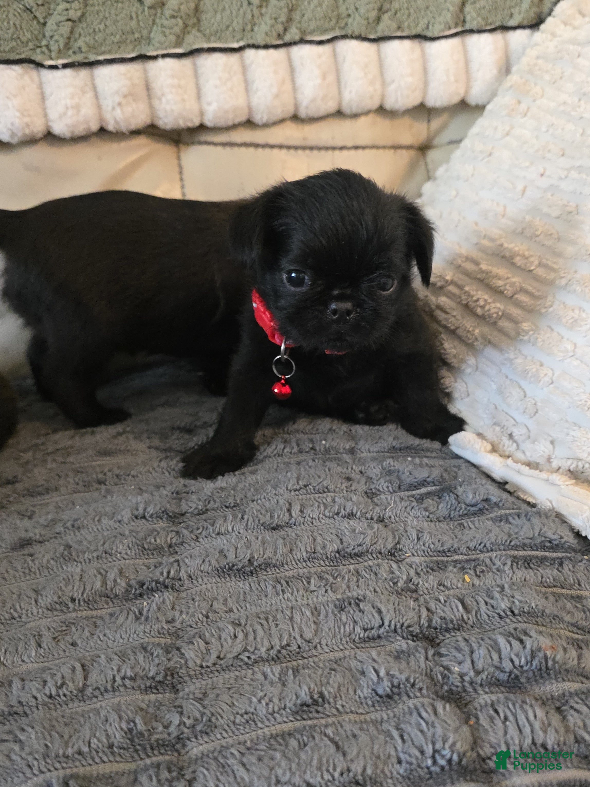 Brussels Griffon dogs Brussels Griffon Puppy 3 - Ad 2