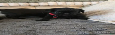 Brussels Griffon Puppy 3