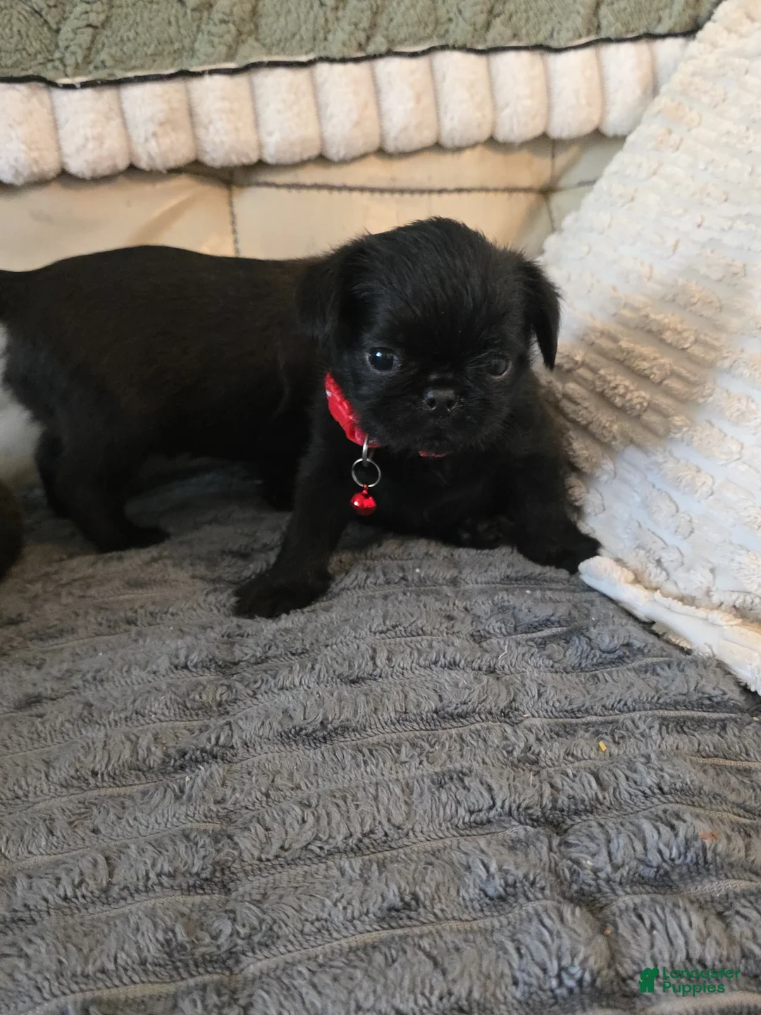 Brussels Griffon dogs for sale: Brussels Griffon Puppy 3 - Ad 1
