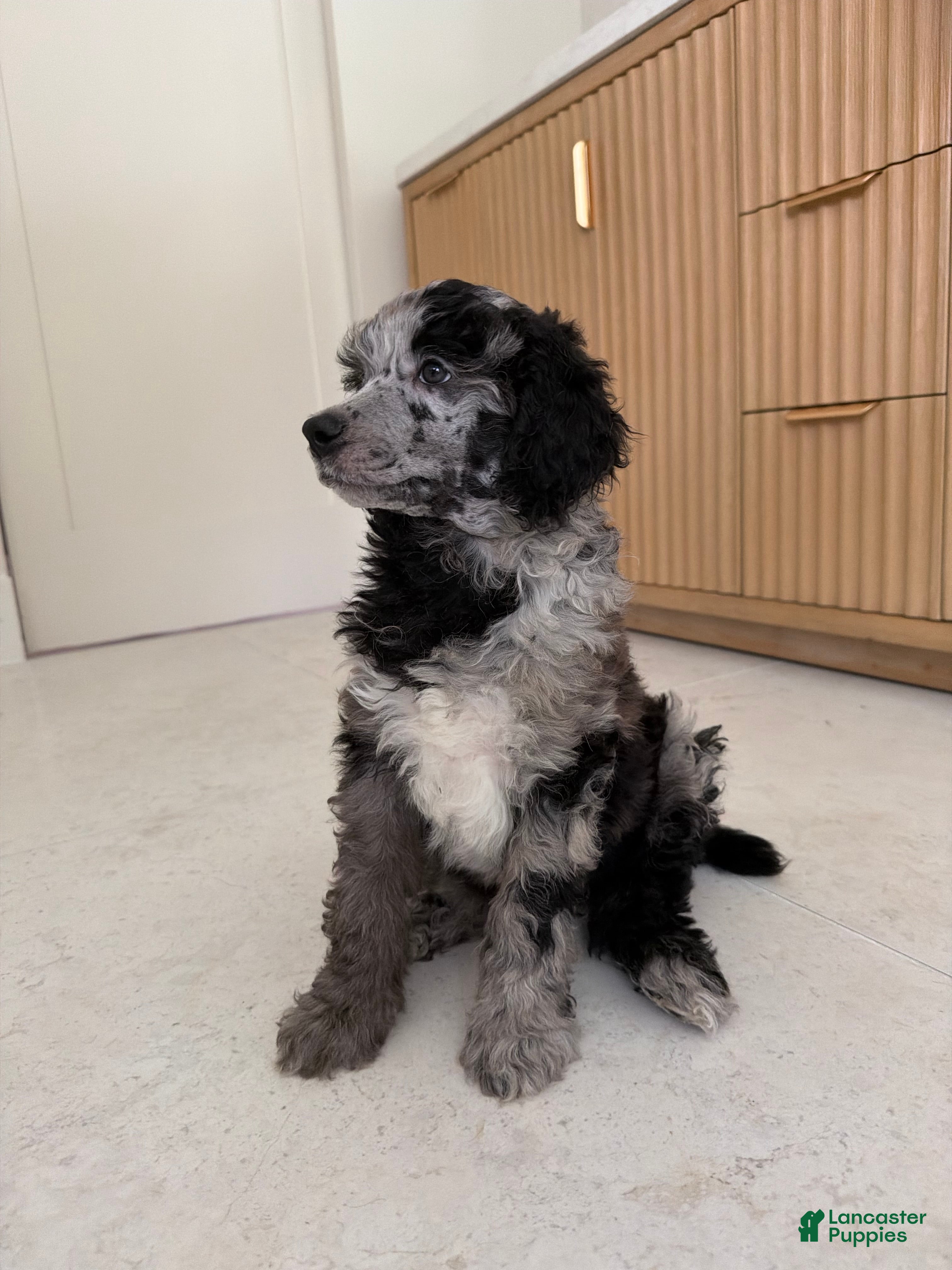 Miniature Poodle dogs Bluejay  - Ad 1