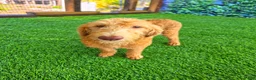 Labradoodle dogs for sale: Benny - Ad 2