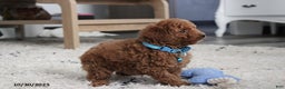 Toy Poodle dogs for sale: Patrick - Ad 14