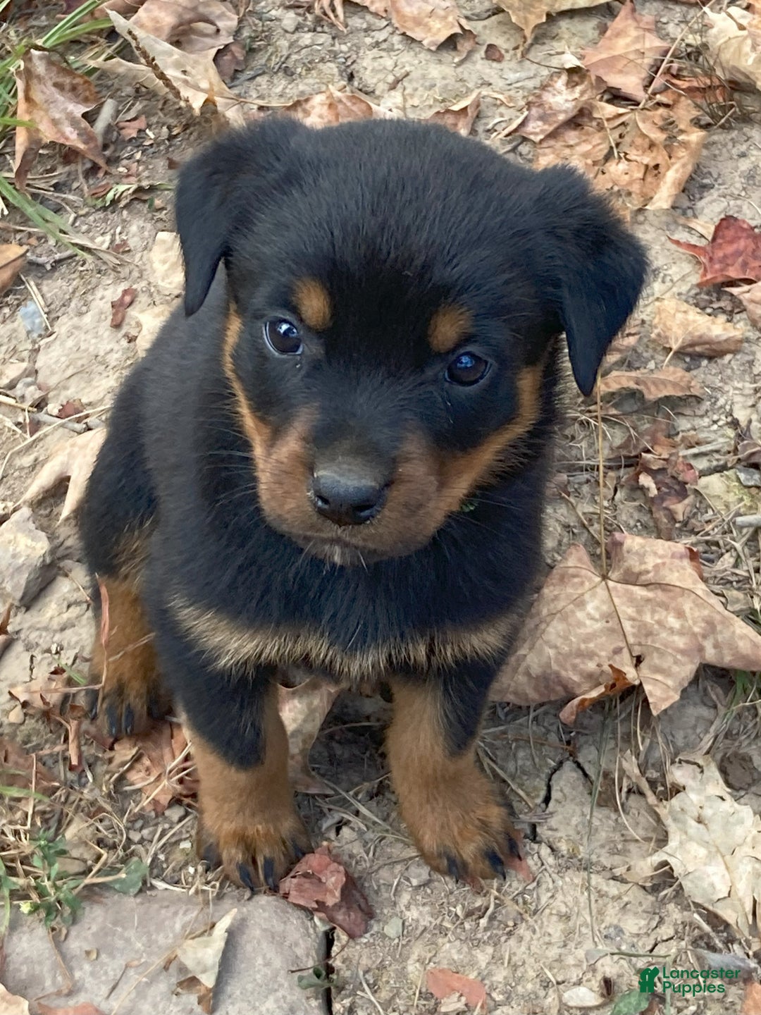Rottweiler dogs for sale: Holly - Ad 5