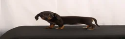 Dachshund dogs for sale: Nancy - Ad 10