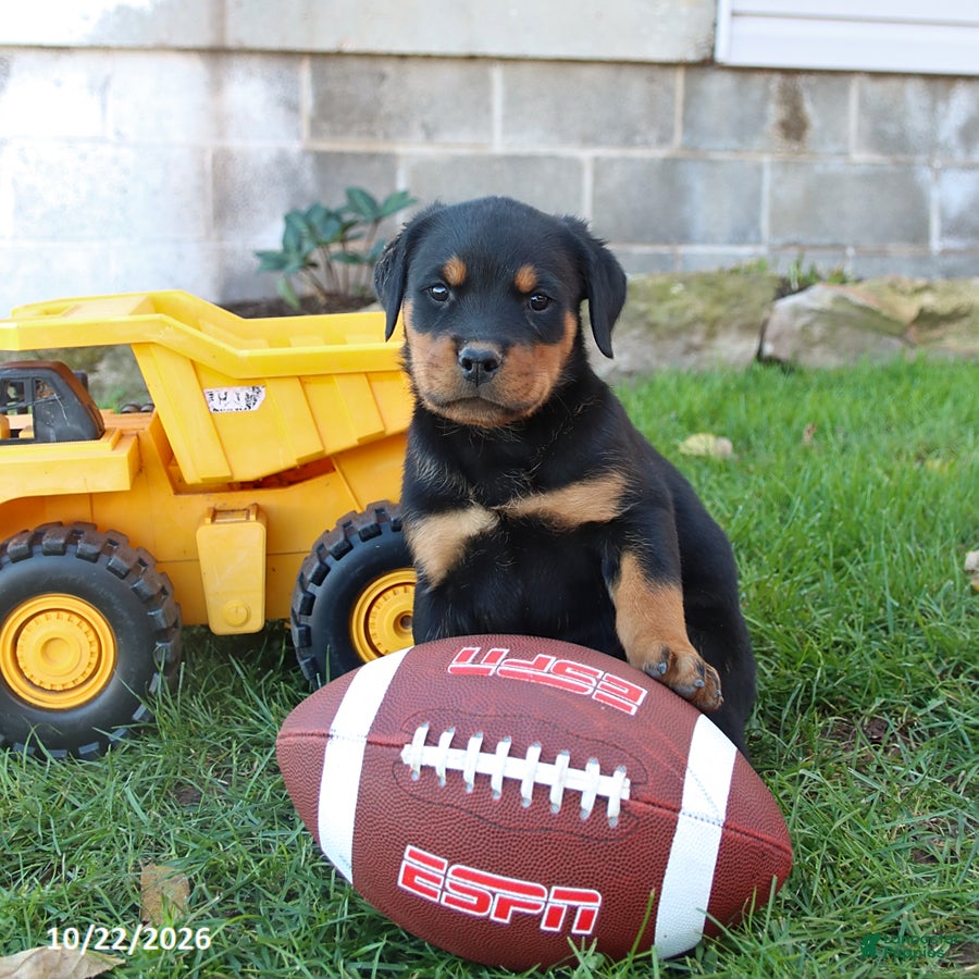 Rottweiler dogs for sale: Dallas - Ad 2
