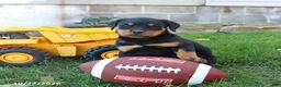 Rottweiler dogs for sale: Dallas - Ad 2