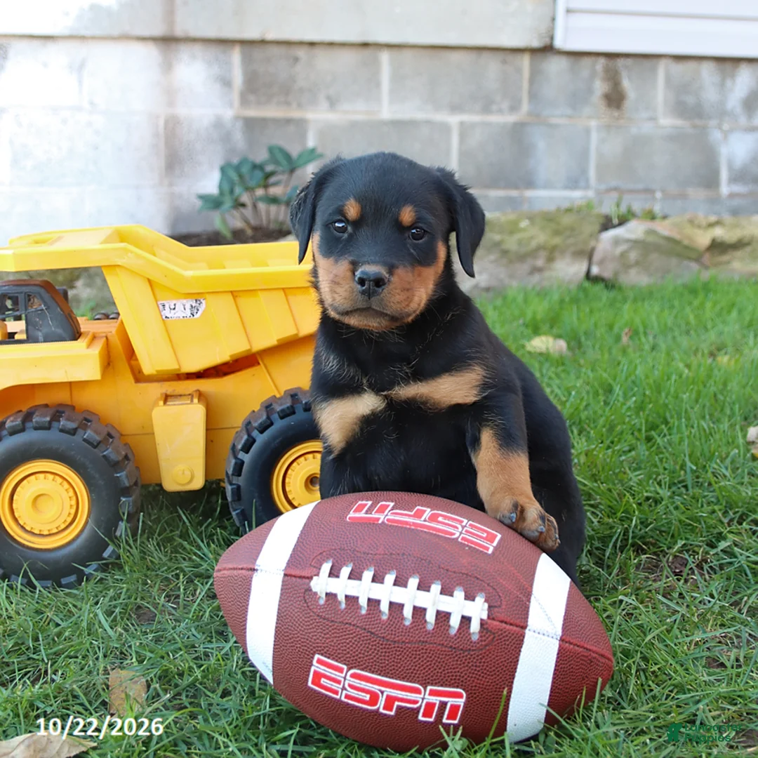 Rottweiler dogs for sale: Dallas - Ad 2