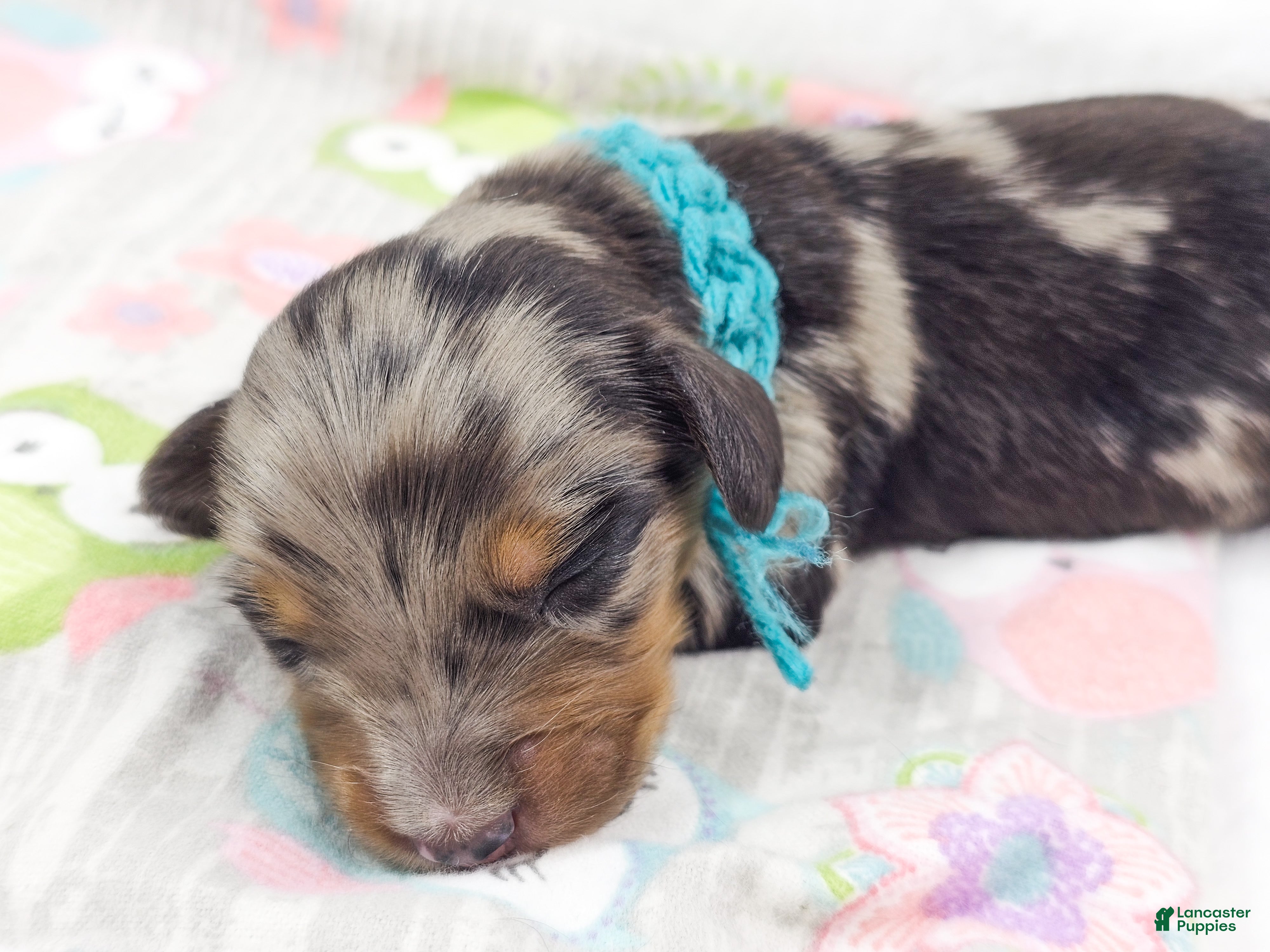 Miniature Dachshund dogs Tulip - Ad 9