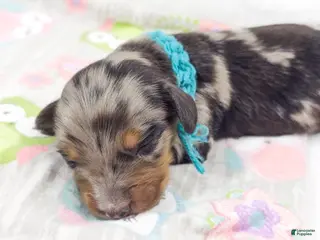 Miniature Dachshund dogs Tulip - Ad 9