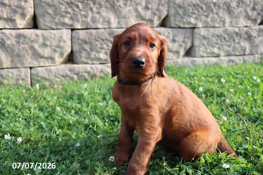Irish Setter dogs for sale: Sambo - Ad 2
