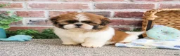 Shih Tzu dogs for sale: John - Ad 4