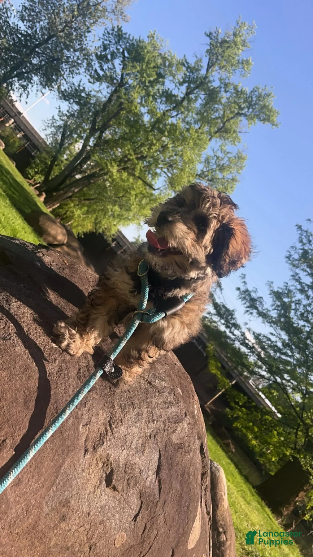 Gallery Image {{count}}