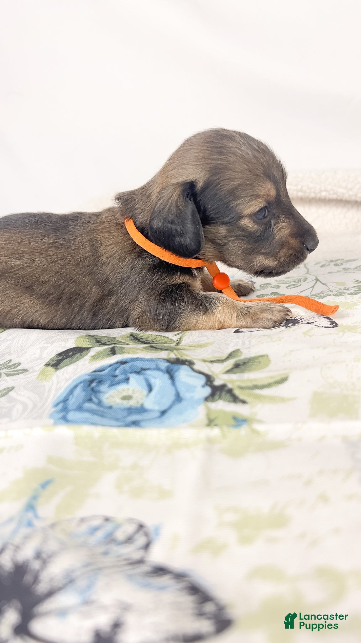 Miniature Dachshund dogs Frank - Ad 13