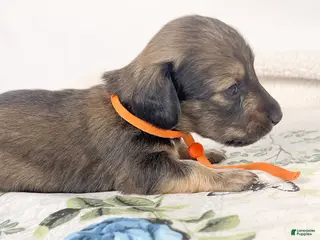 Miniature Dachshund dogs Frank - Ad 19