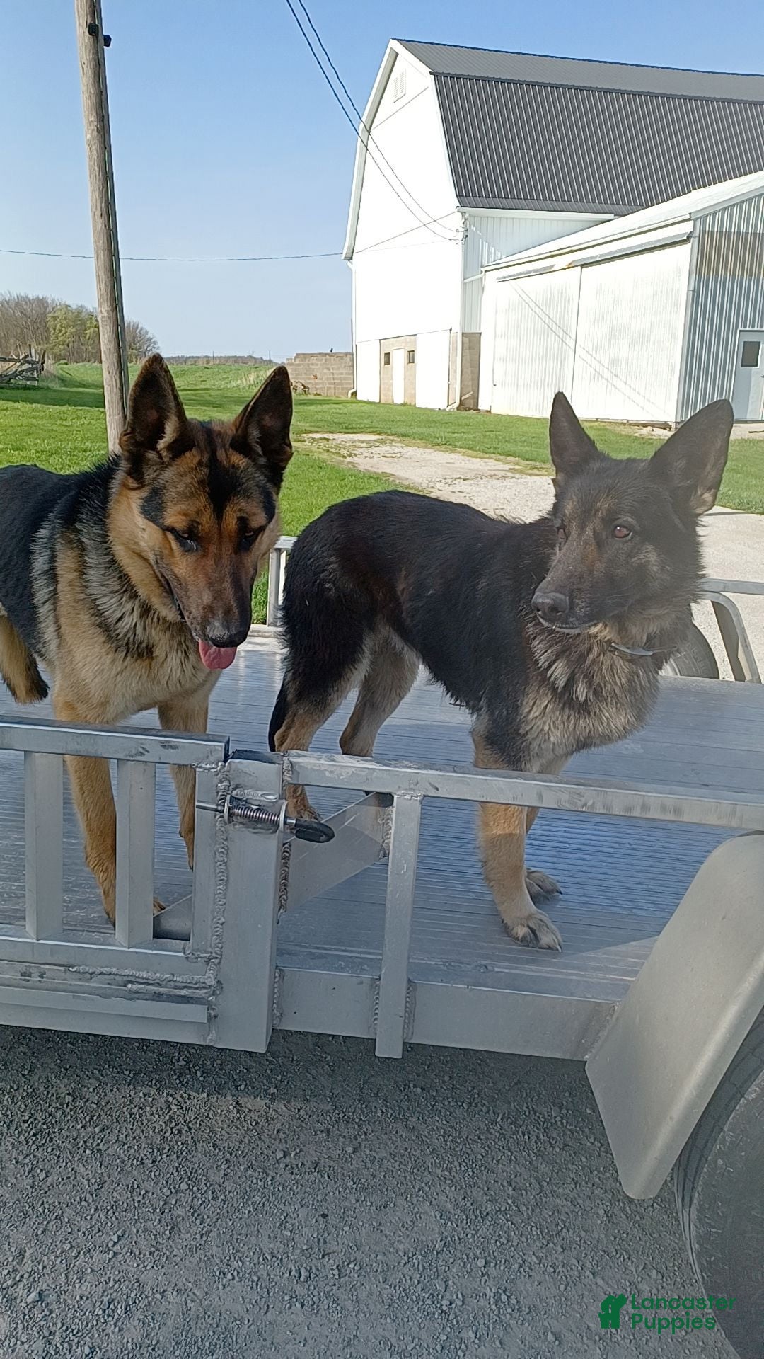 German Shepherd dogs for sale: Blaze - Ad 2
