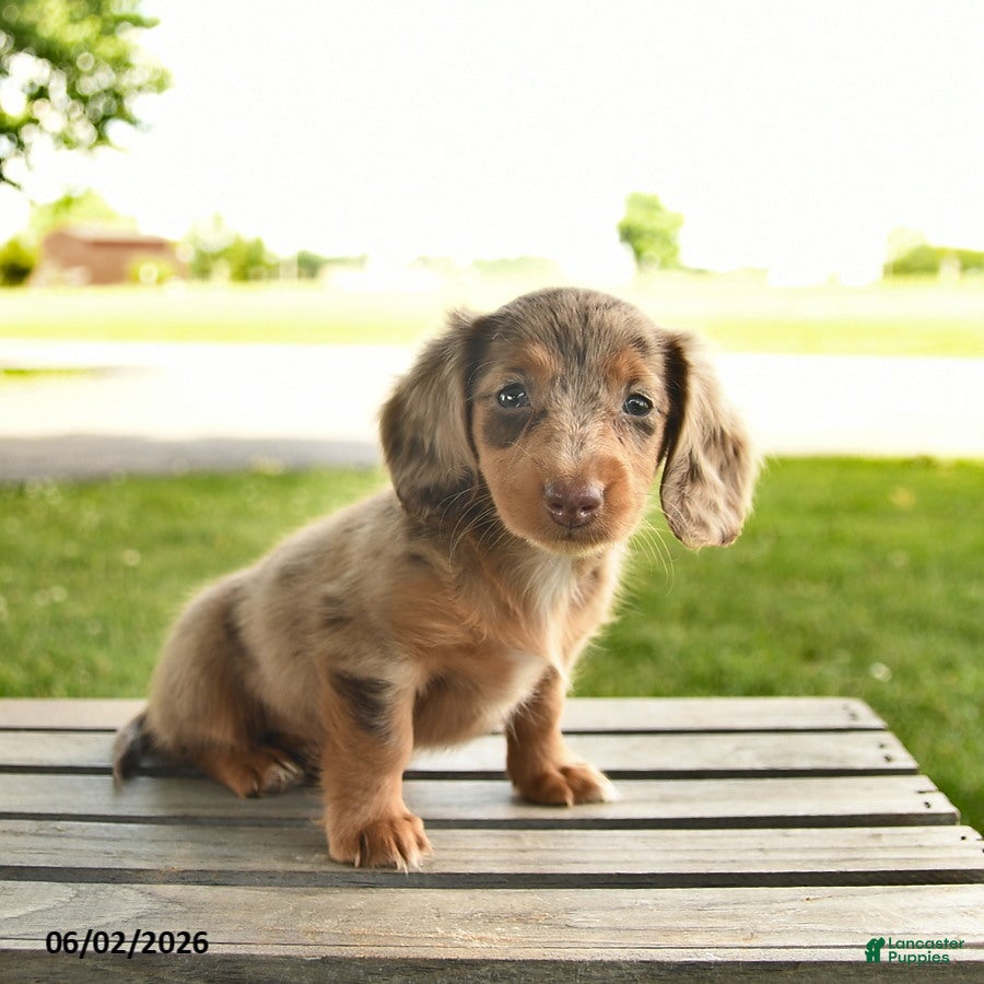 Miniature Dachshund dogs for sale: Nutmeg  - Ad 4