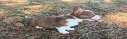Mixed Breed dogs for sale: Blue collar boy - Ad 4