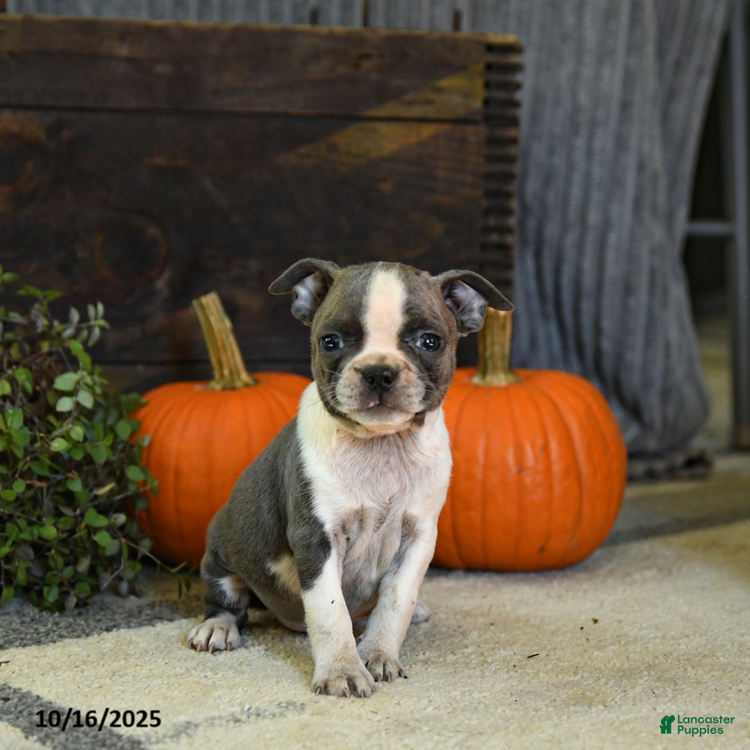 Boston Terrier dogs for sale: Kylie - Ad 9