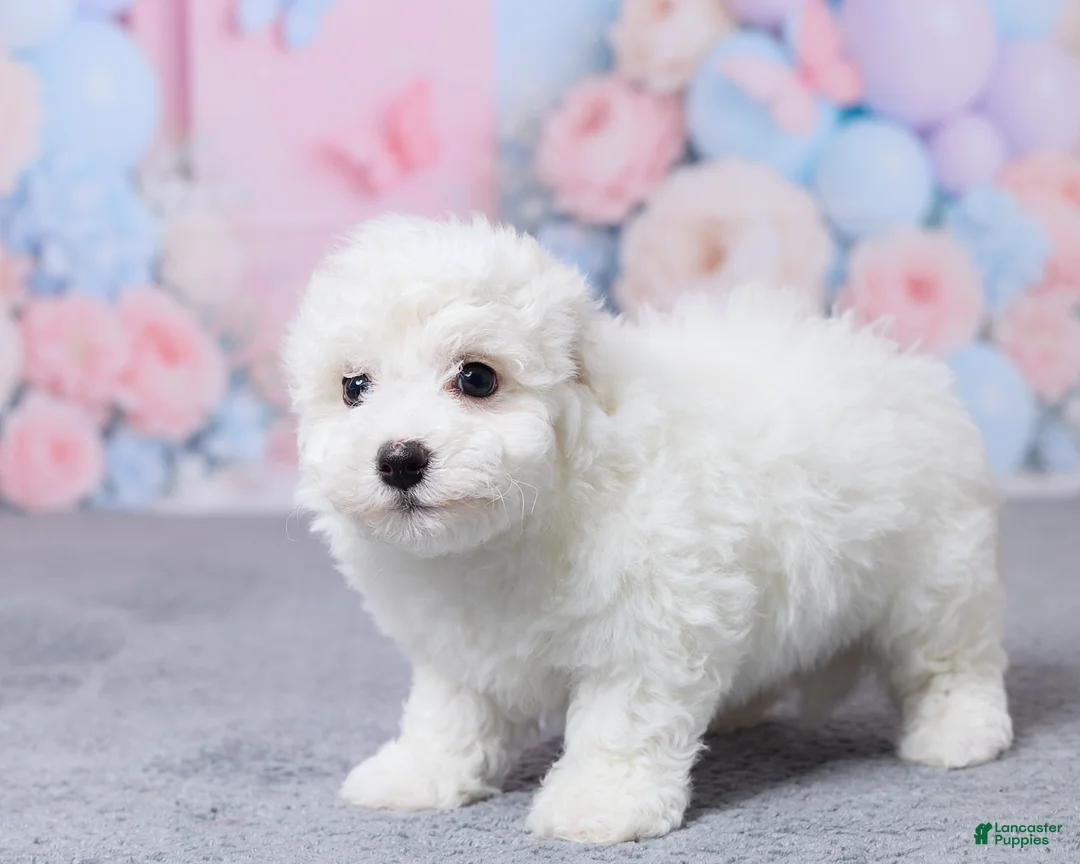 Bichon Frise dogs for sale: Jase - Ad 5