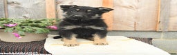 German Shepherd dogs for sale: Dandelion - Ad 2