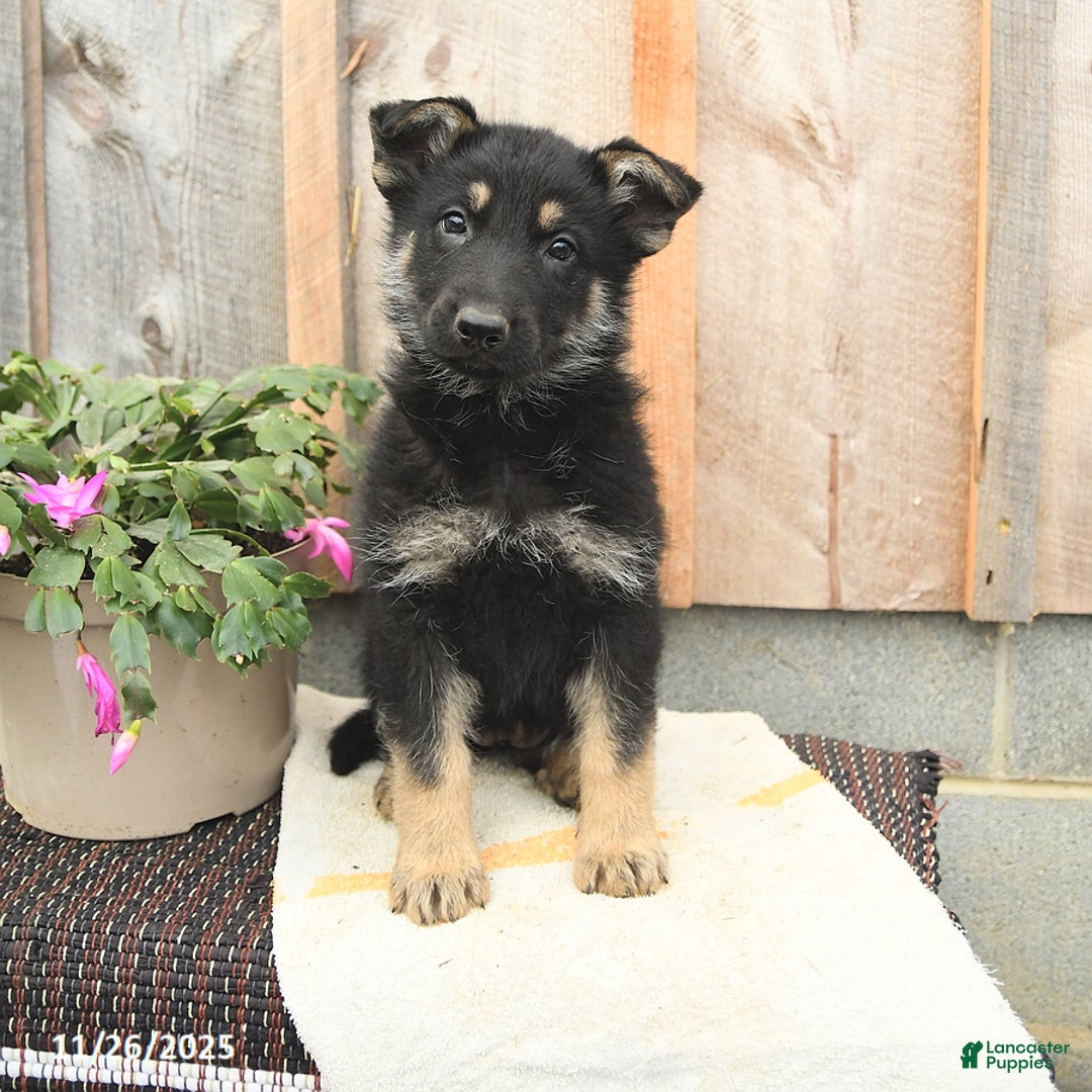German Shepherd dogs for sale: Dandelion - Ad 2
