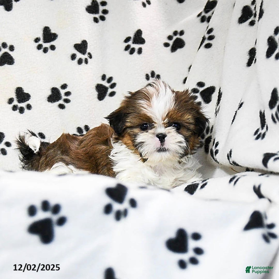 Shih Tzu dogs for sale: Oaklee - Ad 5