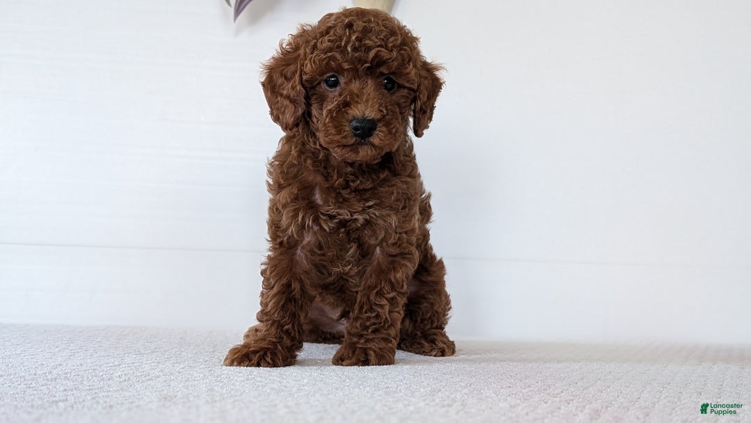 Toy Poodle dogs for sale: Carter - Ad 3