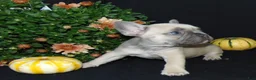 French Bulldog dogs for sale: Murphy - Ad 4
