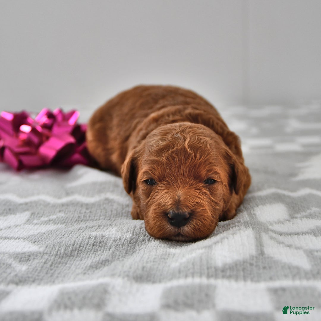 Mini Goldendoodle dogs for sale: Cupcake - Ad 4