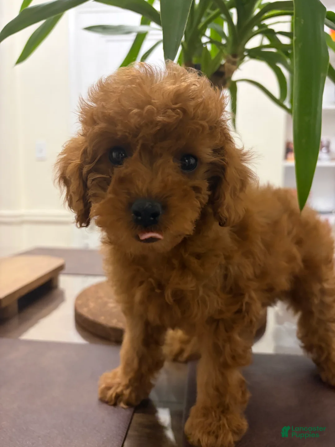 Toy Poodle dogs for sale: Jen - Ad 2
