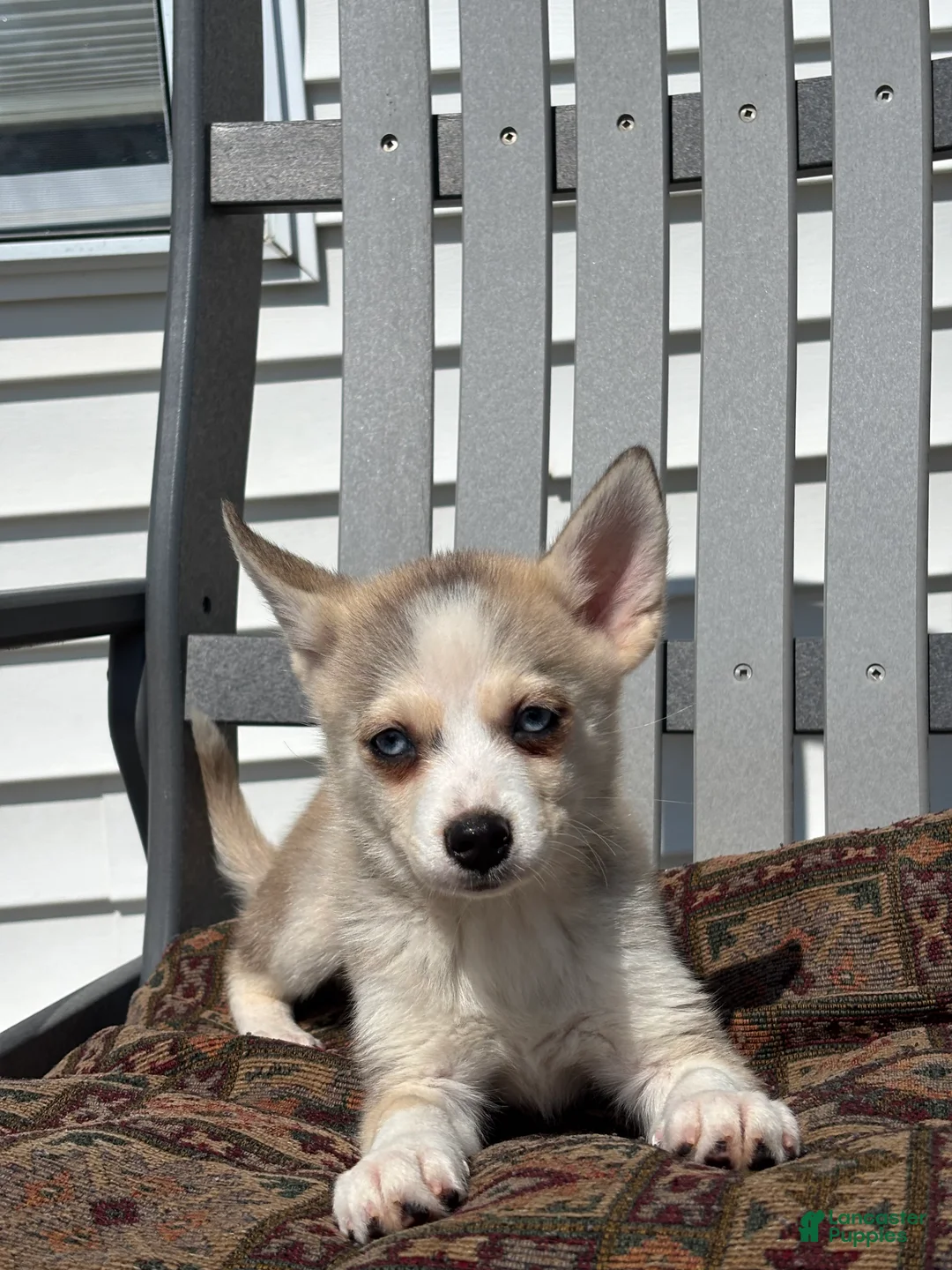 Pomsky dogs for sale: Sarah - Ad 3
