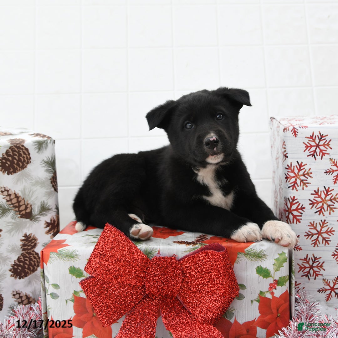 Mixed Breed dogs for sale: Good Tidings - Ad 3