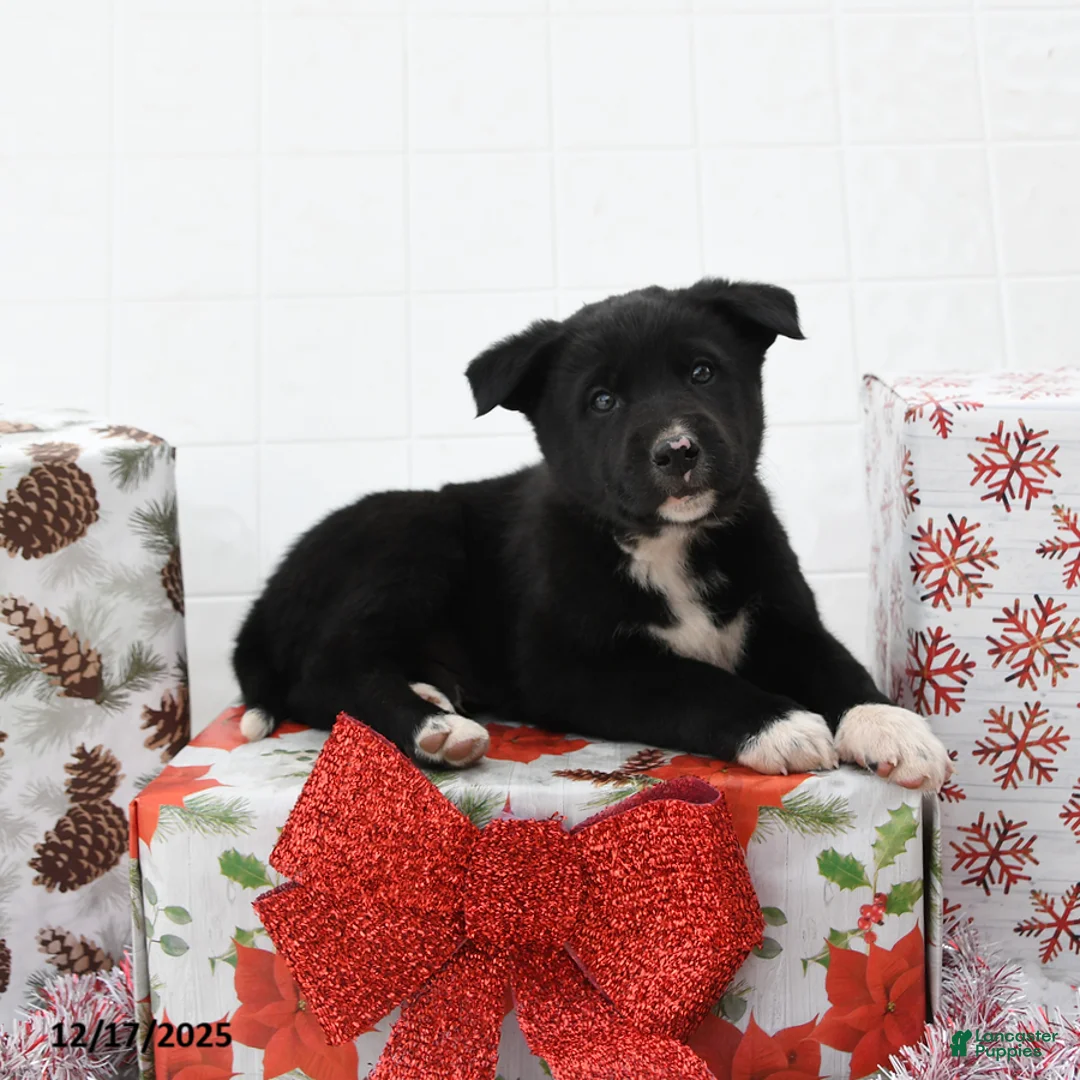 Mixed Breed dogs for sale: Good Tidings - Ad 3