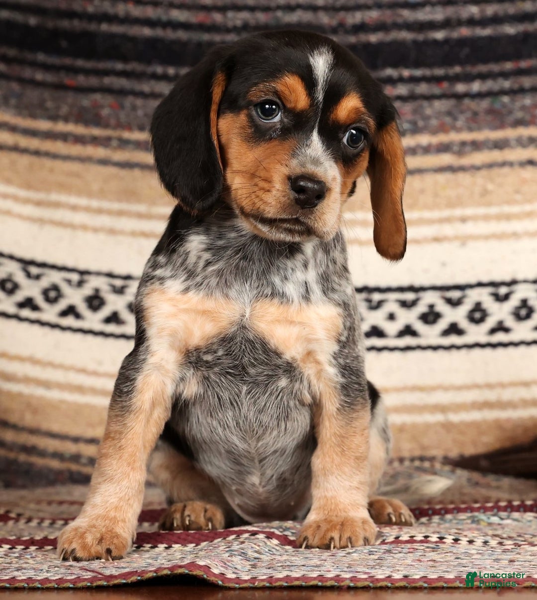 Beagle dogs for sale: Missy - Ad 5