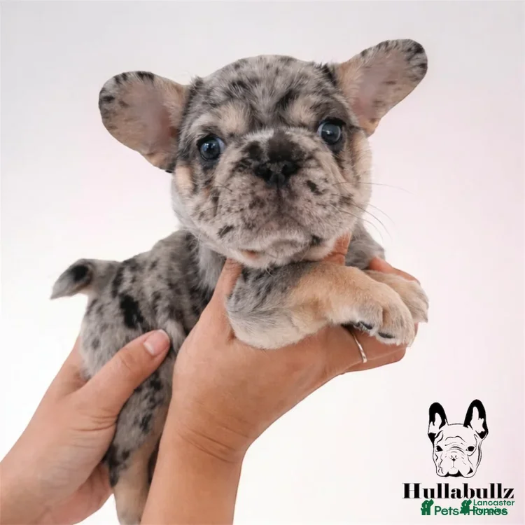 French Bulldog dogs Bella - Ad 38