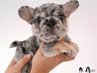French Bulldog dogs Bella - Ad 38