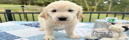 Golden Retriever dogs for sale: Pansy - Ad 1