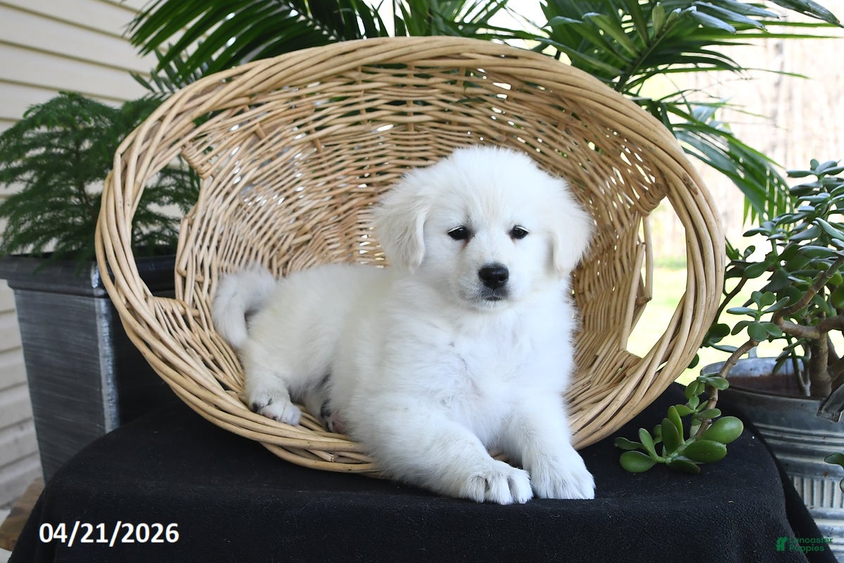 Samoyed dogs Daisy - Ad 2