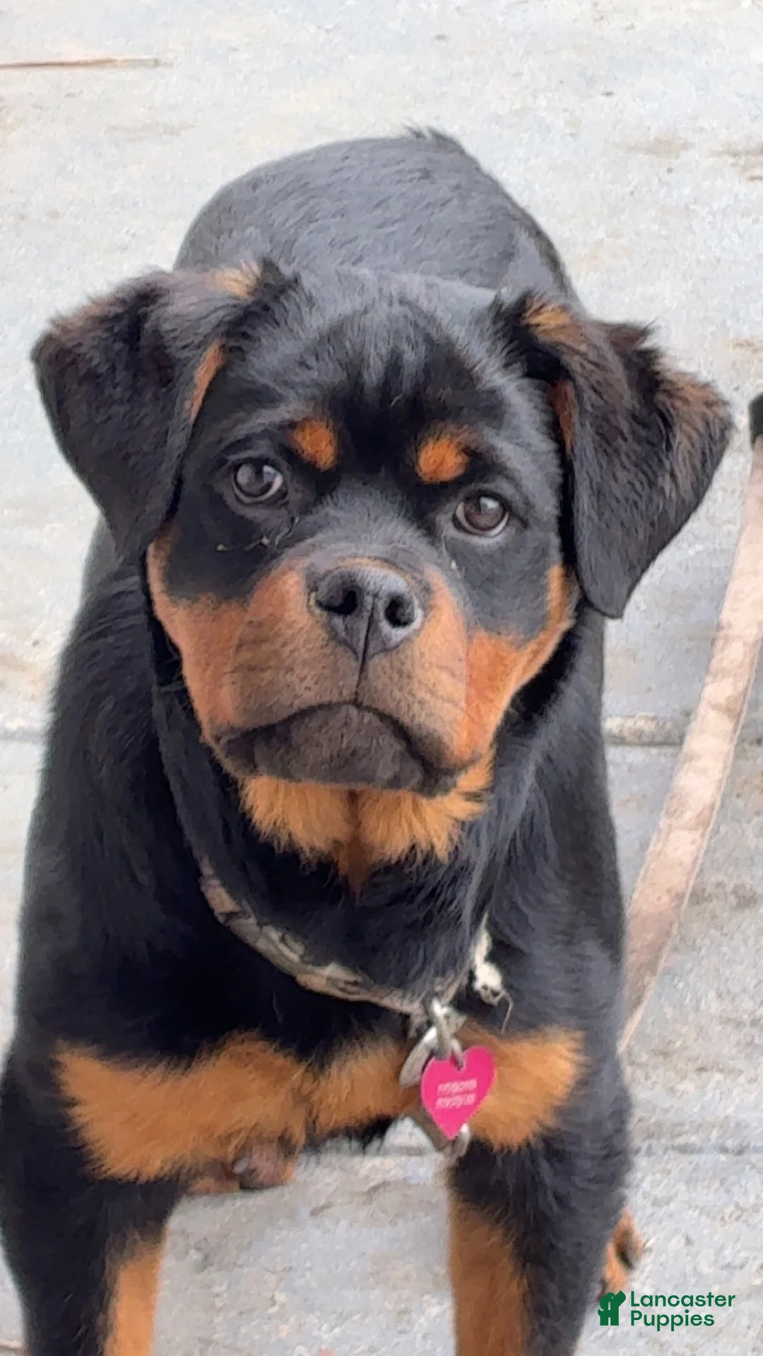 Miiko Rottweiler for sale in Steelton | Lancaster Puppies