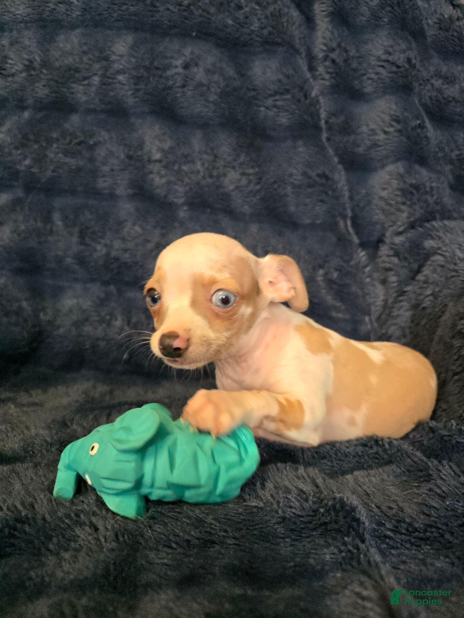 Chihuahua dogs Kash  - Ad 1