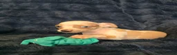 Chihuahua dogs for sale: Kash  - Ad 1