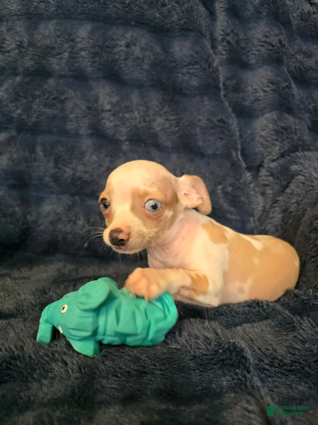Chihuahua dogs for sale: Kash  - Ad 1