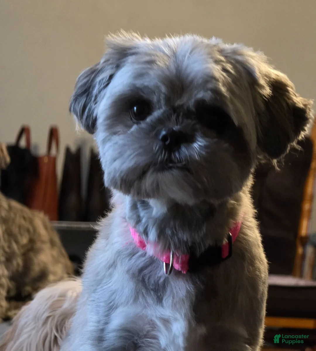 Mixed Breed dogs for sale: Mixed Breed Puppy 2 - Ad 5