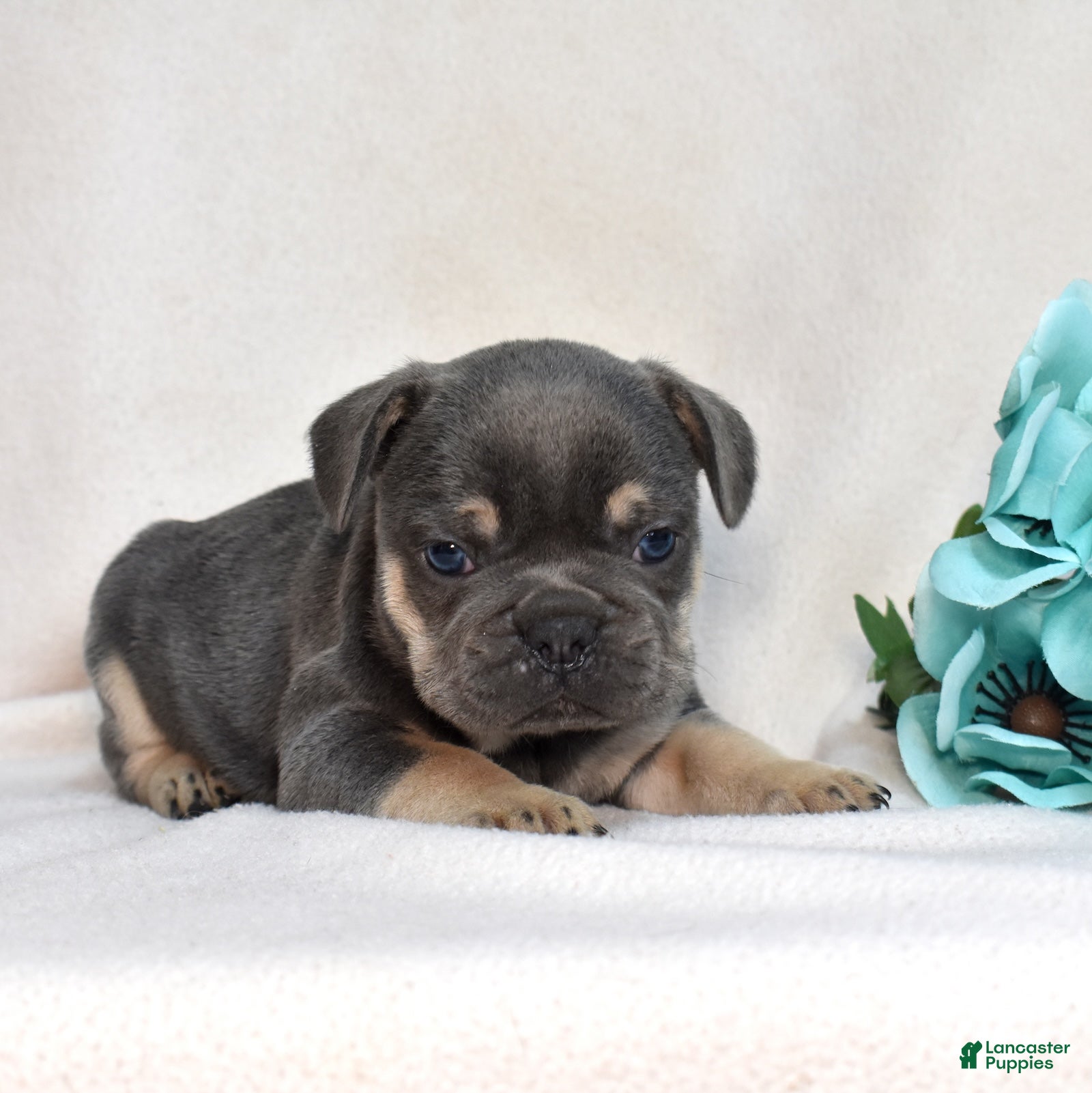 French Bulldog dogs Ranger  - Ad 1