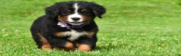 Bernese Mountain Dog dogs for sale: Nora - Ad 15