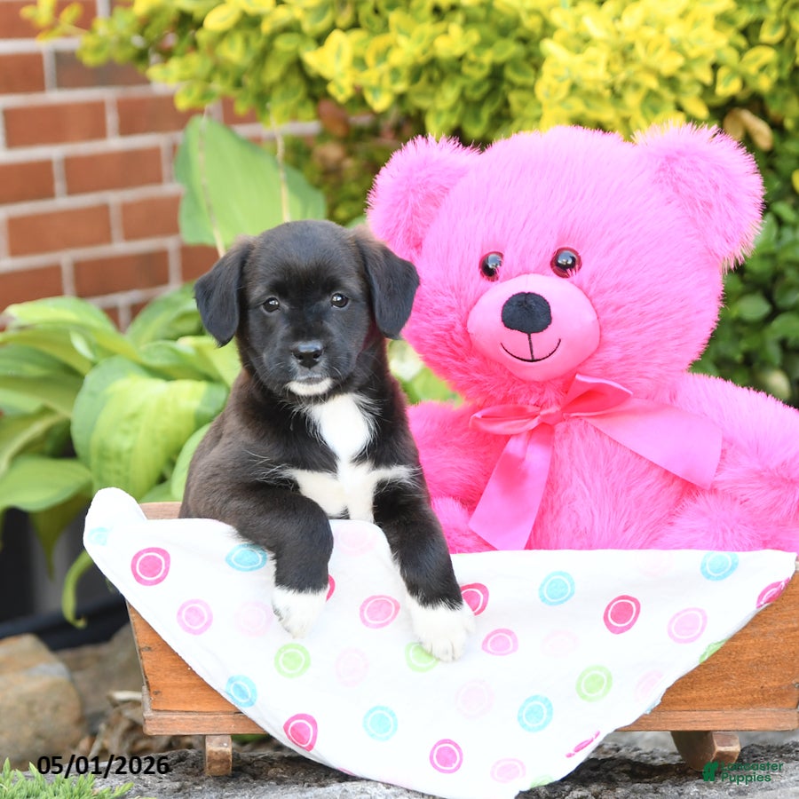 Mixed Breed dogs Lilly - Ad 1