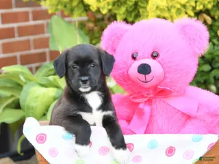 Mixed Breed dogs for sale: Lilly - Ad 2