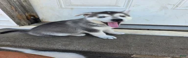 Gerberian Shepsky 1
